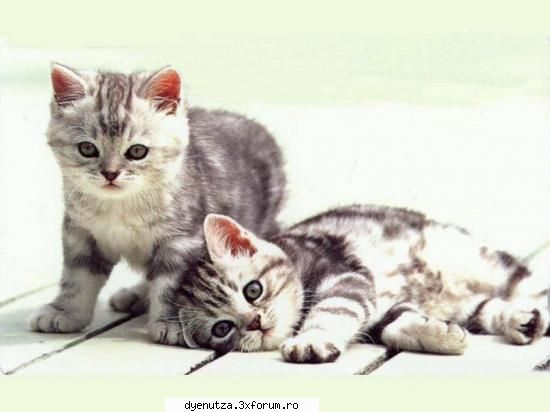 care sunt animalele voastre un il/o cheama???? ce animale va plac?