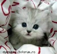 c pers d,desen animat ati vrea sa fiti??? anime